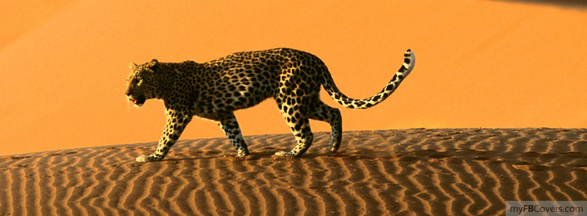 Tiger in desert Facebook Covers - myFBCovers