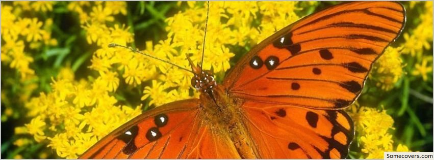 Butterfly Wallpaper 2 Facebook Timeline Cover31
