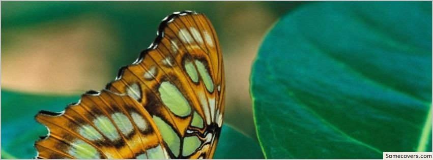 Butterfly Wallpaper 4 Facebook Timeline Cover54